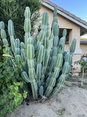 Cereus repandus