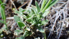 Boechera retrofracta