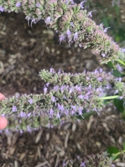 Agastache foeniculum