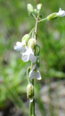 Boechera retrofracta