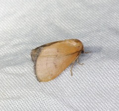 Spatulifimbria castaneiceps