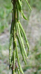 Boechera retrofracta