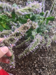 Agastache foeniculum