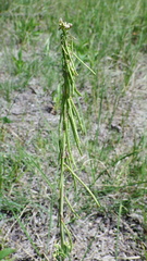 Boechera retrofracta