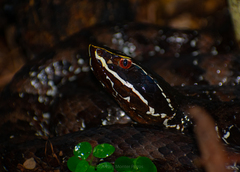 Agkistrodon russeolus