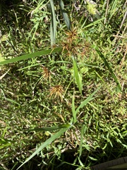 Rhynchospora macrostachya