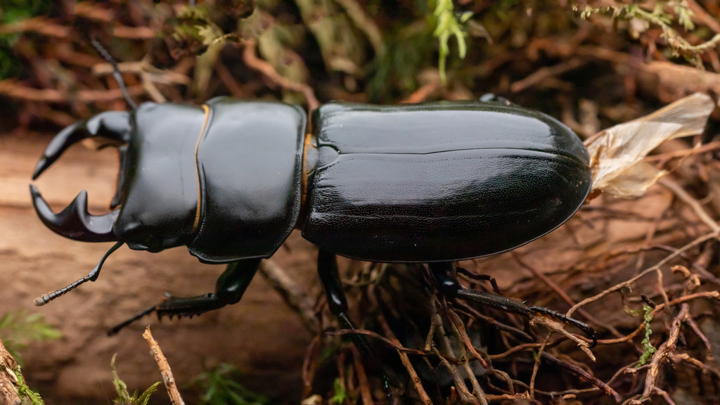 Dorcus yaksha