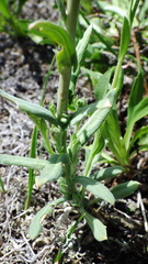 Boechera retrofracta