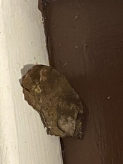 Eutrapela clemataria