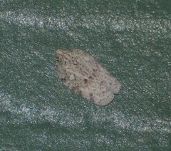 Flatoidinus punctatus