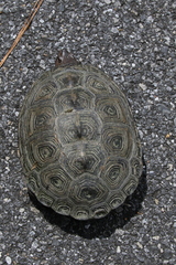 Malaclemys terrapin