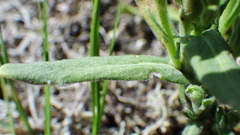 Boechera retrofracta