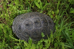 Malaclemys terrapin