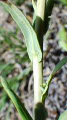 Boechera retrofracta