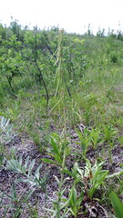 Boechera retrofracta