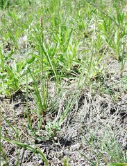 Boechera retrofracta