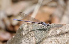Argia tonto