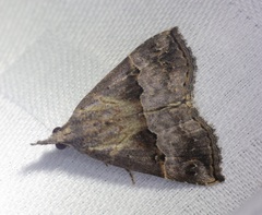 Hypena indicatalis