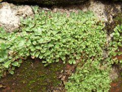 Asterella wallichiana