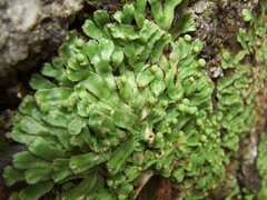 Asterella wallichiana