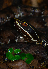 Agkistrodon russeolus