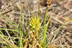 Sedum lanceolatum