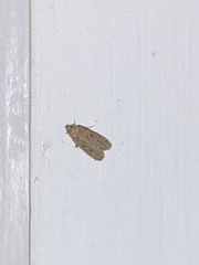 Psilocorsis reflexella