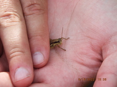 Paroxya atlantica