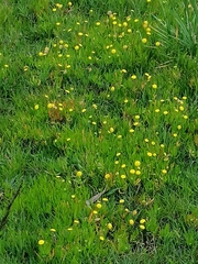 Cotula coronopifolia
