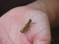 Paroxya atlantica