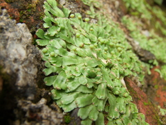 Asterella wallichiana