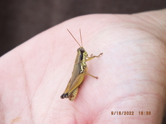 Paroxya atlantica