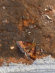 Pyrausta rubricalis