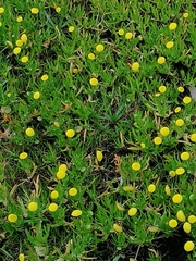 Cotula coronopifolia