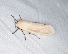 Creatonotos transiens