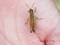 Paroxya atlantica