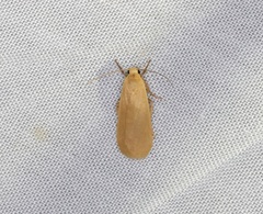 Danielithosia immaculata