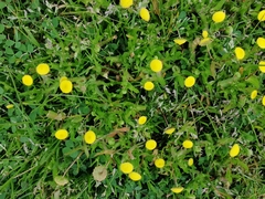 Cotula coronopifolia