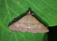 Hypospila bolinoides
