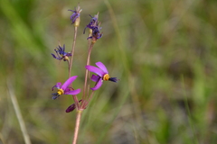 Primula pauciflora
