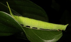 Marumba dyras