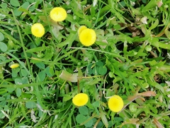 Cotula coronopifolia