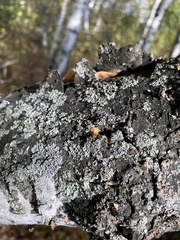 Flavopunctelia soredica