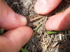 Tetragonoderus laevigatus