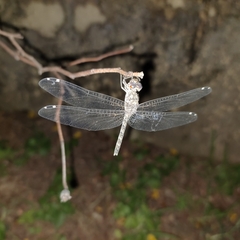 Bradinopyga geminata