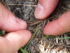 Tetragonoderus laevigatus