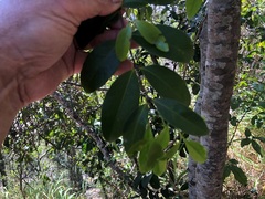 Loeseneriella barbata