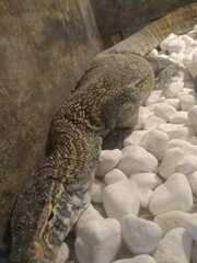 Varanus