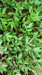 Oplismenus hirtellus