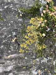 Xanthomendoza ulophyllodes